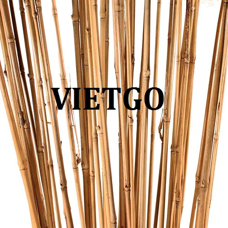 Gay-tre-VIETGO Gay-tre-VIETGO
